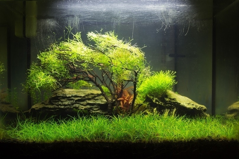 aquarium carpet plants low light