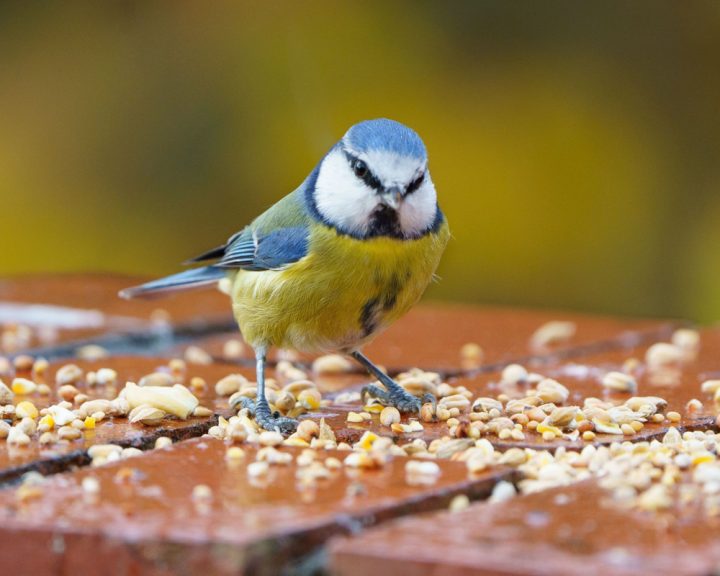 BIRDS FOOD