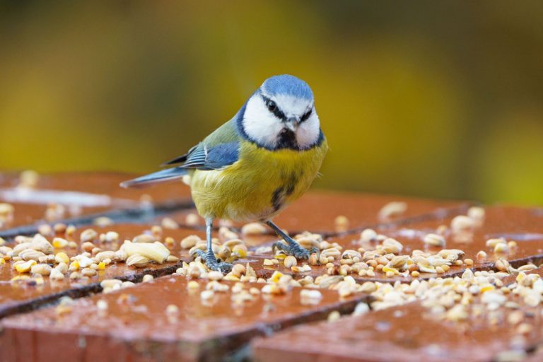 BIRDS FOOD