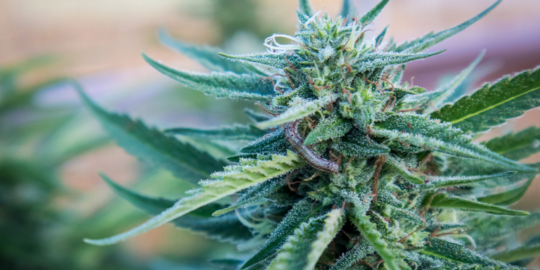 Cannabis Cultivation Endeavors