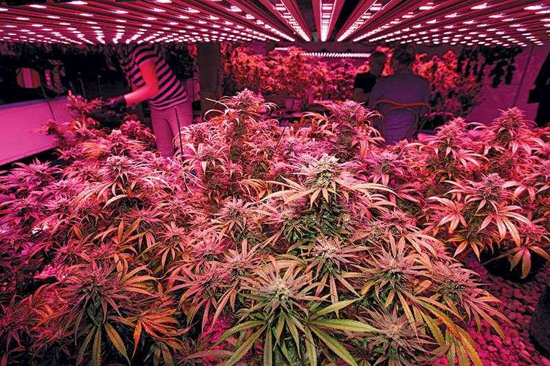 Cultivate Cannabis