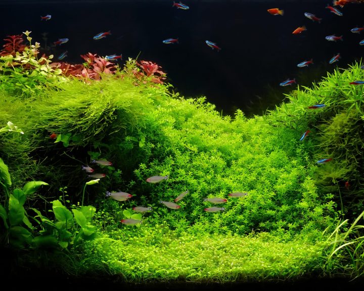 Aquarium Carpet Plants