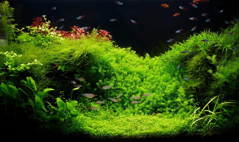 Aquarium Carpet Plants