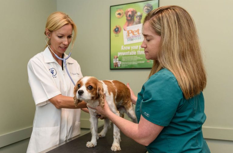 Animal hospital near me