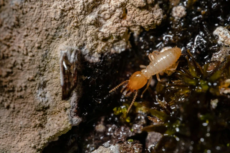 How Can Your Landscaping Choices Attract or Repel Termites in Beaverton?